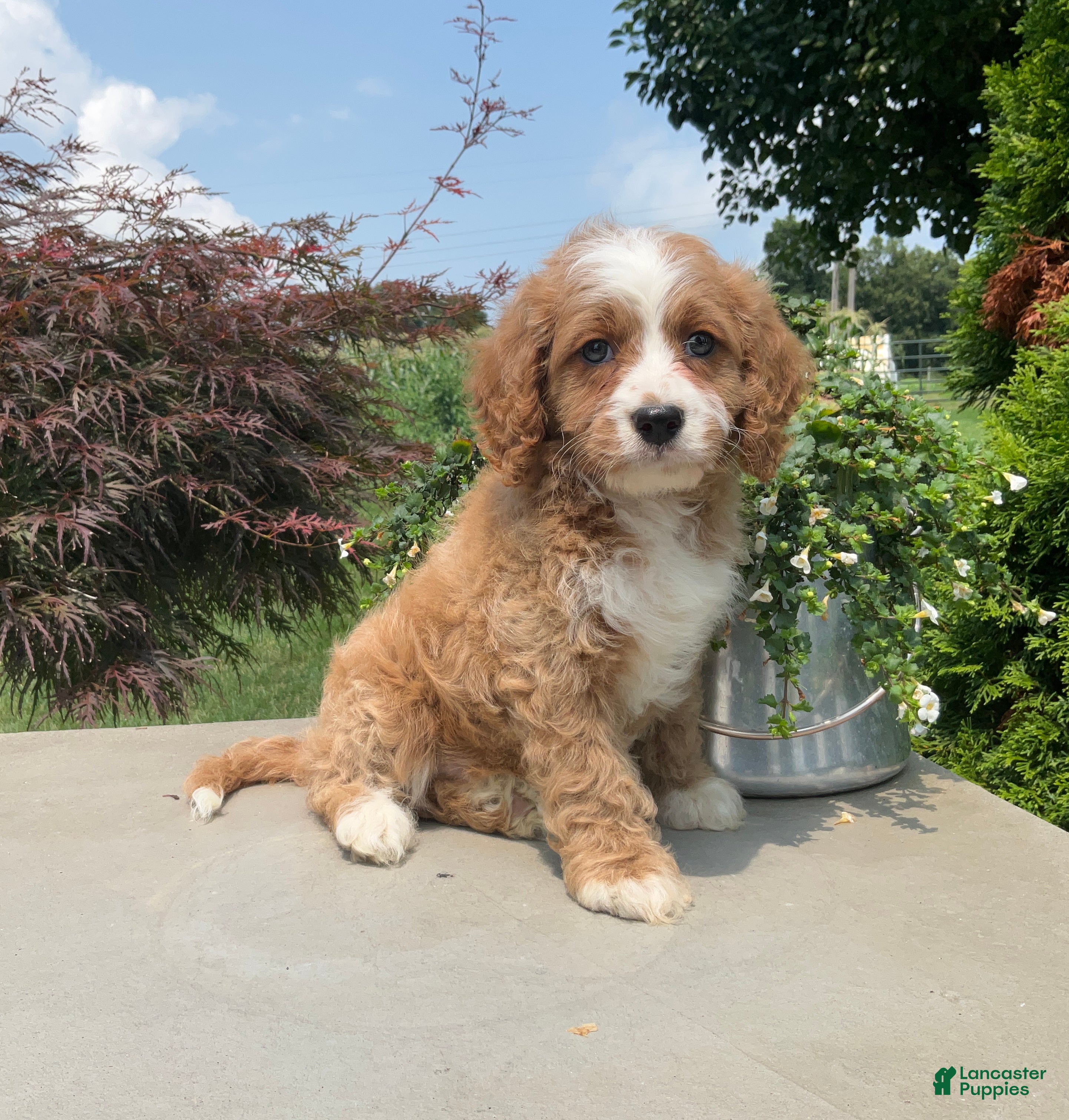 Cavapoo dogs Mickey - Ad 1