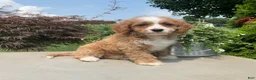Cavapoo dogs for sale: Mickey - Ad 1