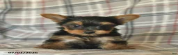Yorkshire Terrier dogs for sale: Lexi  - Ad 5