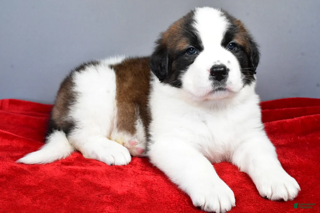 Saint Bernard dogs for sale: angel - Ad 1