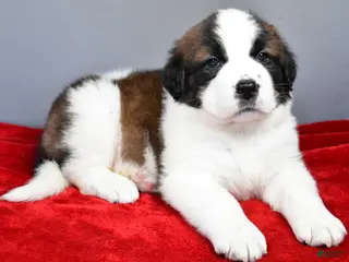 Saint Bernard dogs angel - Ad 12