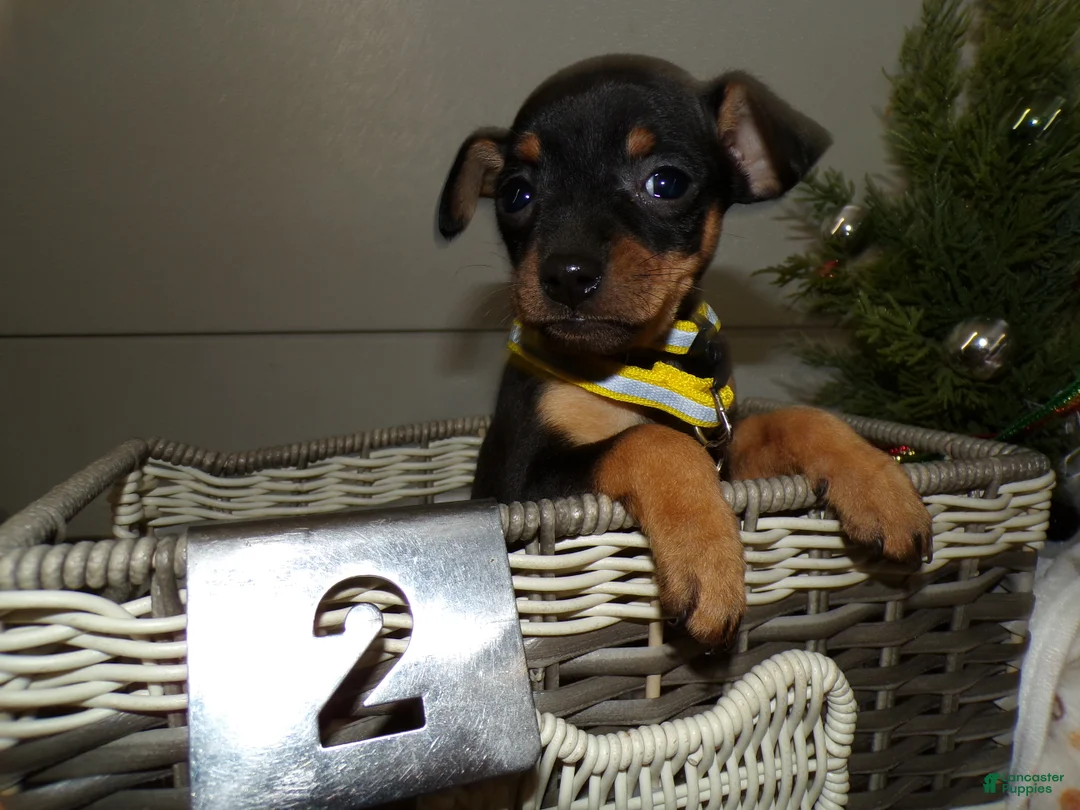 Miniature Pinscher dogs for sale: Miniature Pinscher Puppy 2 Lenny - Ad 1