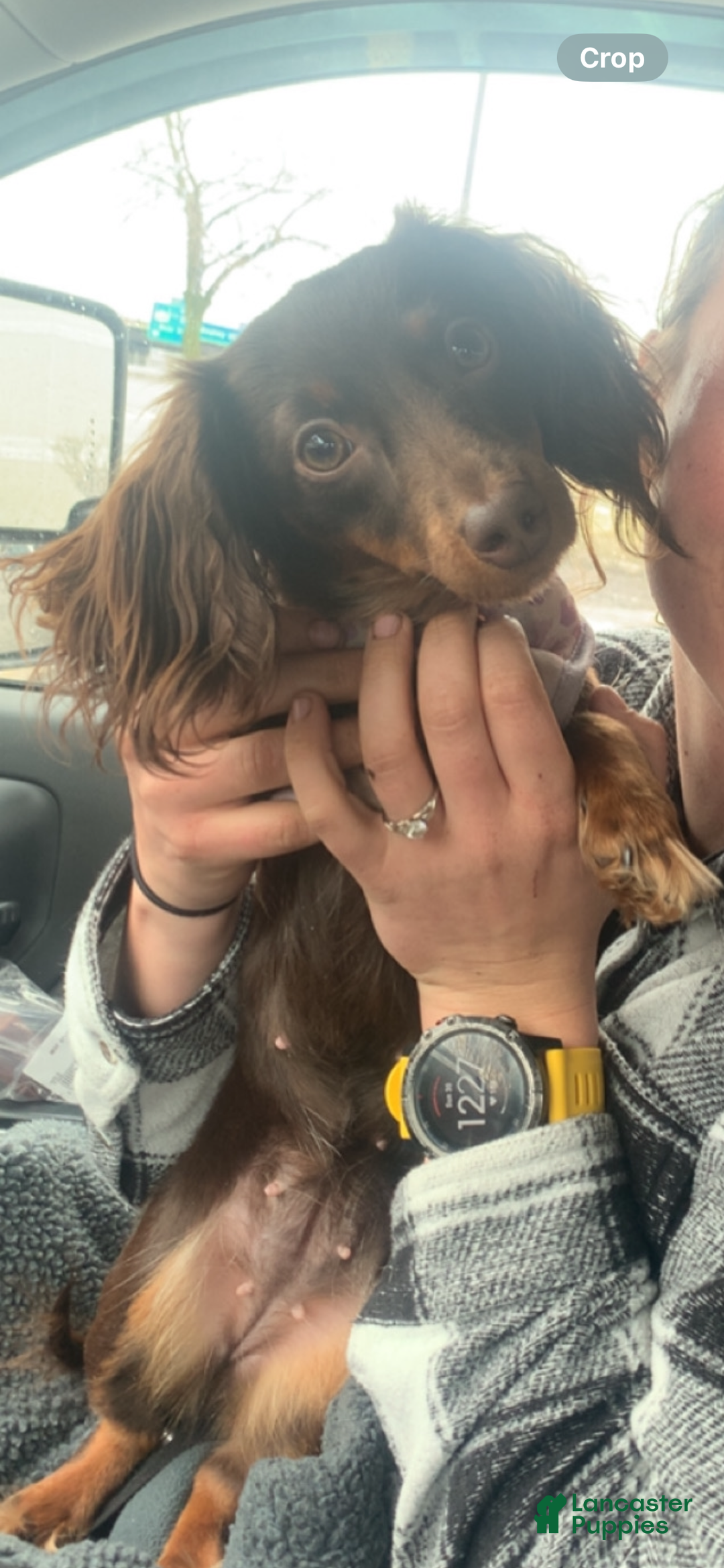 Miniature Dachshund dogs for sale: Miniature Dachshund Puppy 1 - Ad 2