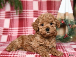Toy Poodle dogs for sale: Gumdrop - Ad 2