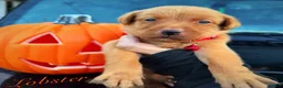 Labrador Retriever dogs for sale: Labrador Retriever 1 - Ad 6