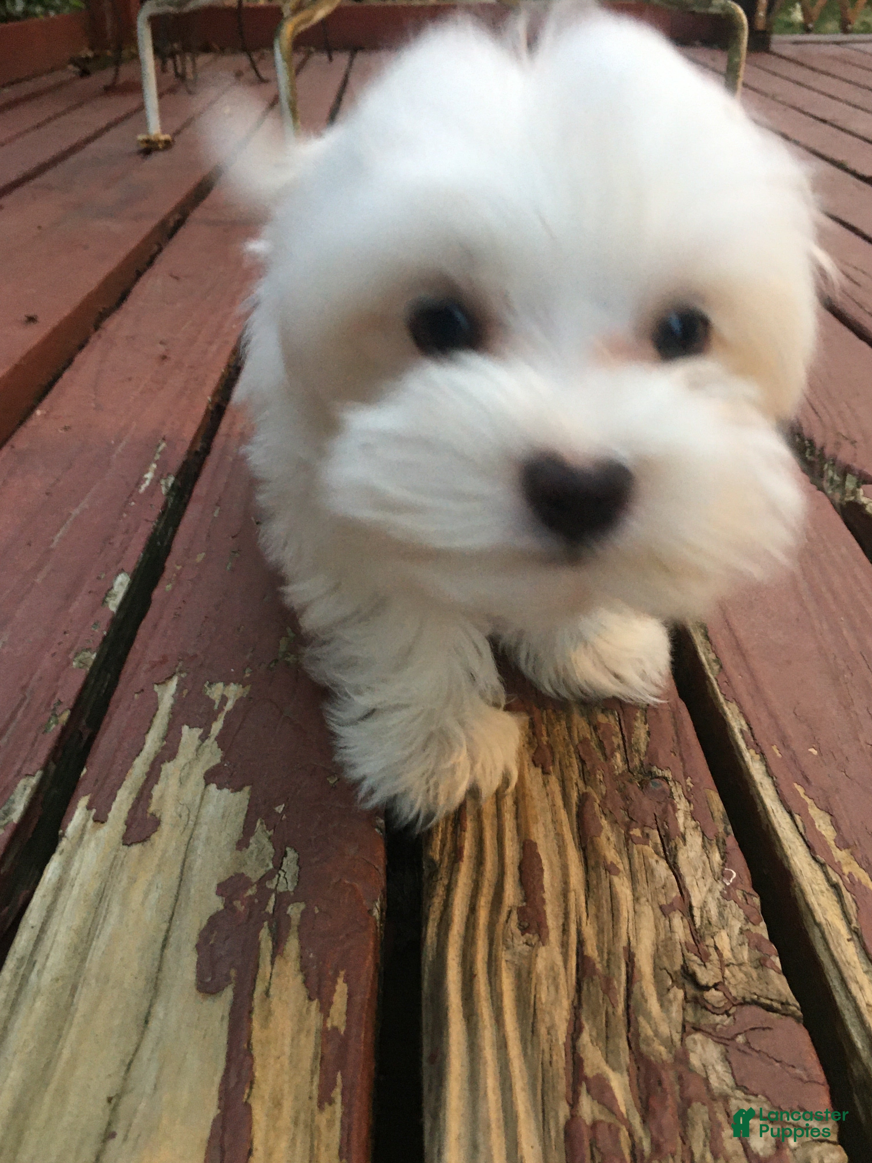 Maltese dogs for sale: Maltese Puppy 1 - Ad 3