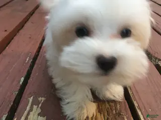 Maltese dogs for sale: Maltese Puppy 1 - Ad 3
