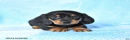 Miniature Dachshund dogs for sale: Billy - Ad 2