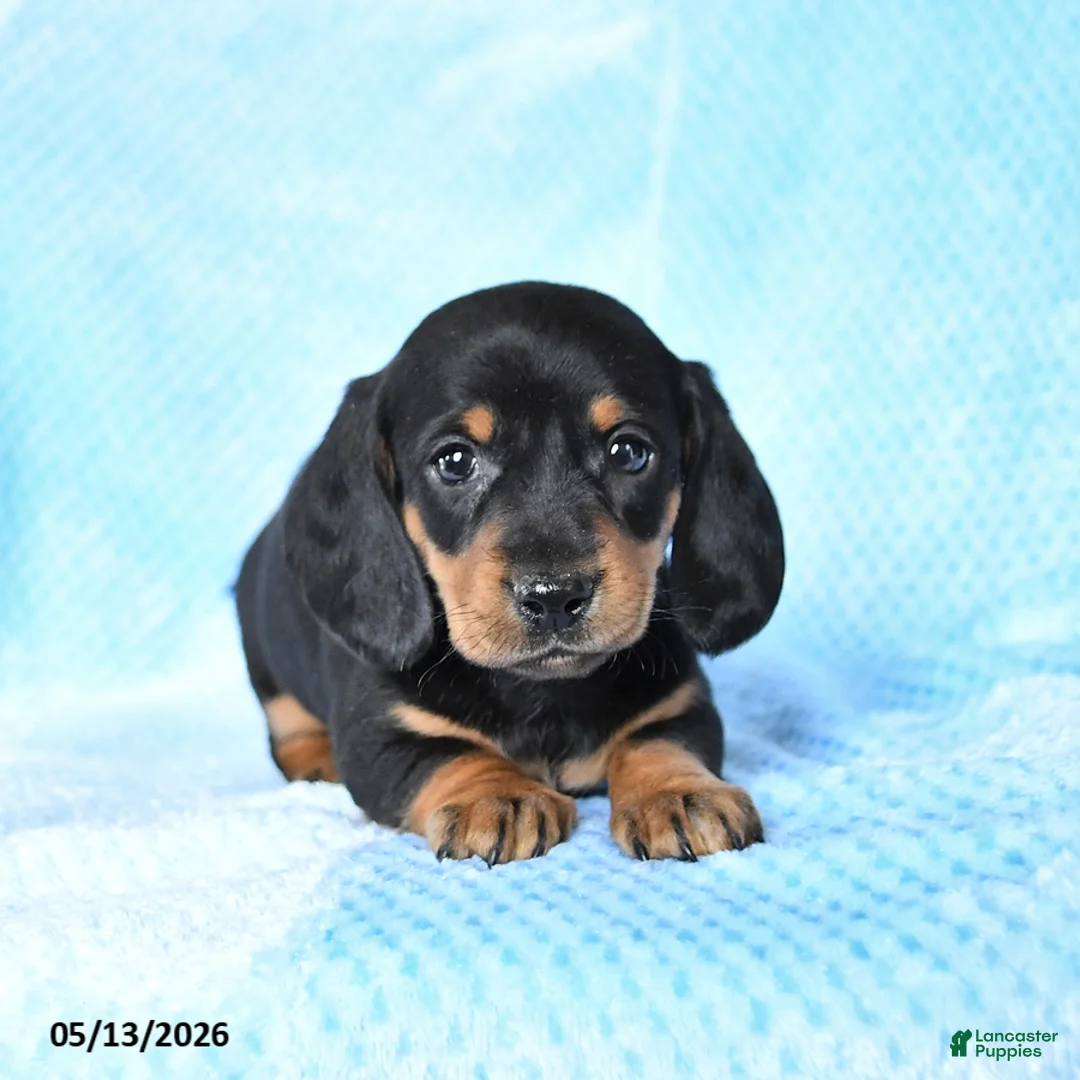 Miniature Dachshund dogs for sale: Billy - Ad 2