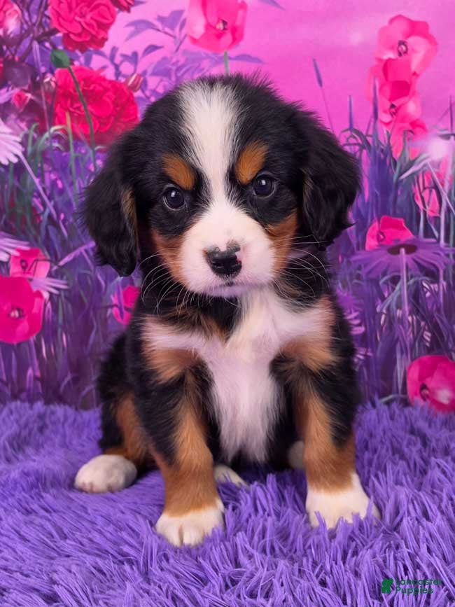 Miniature Bernese Mountain Dog dogs Trina - Ad 4