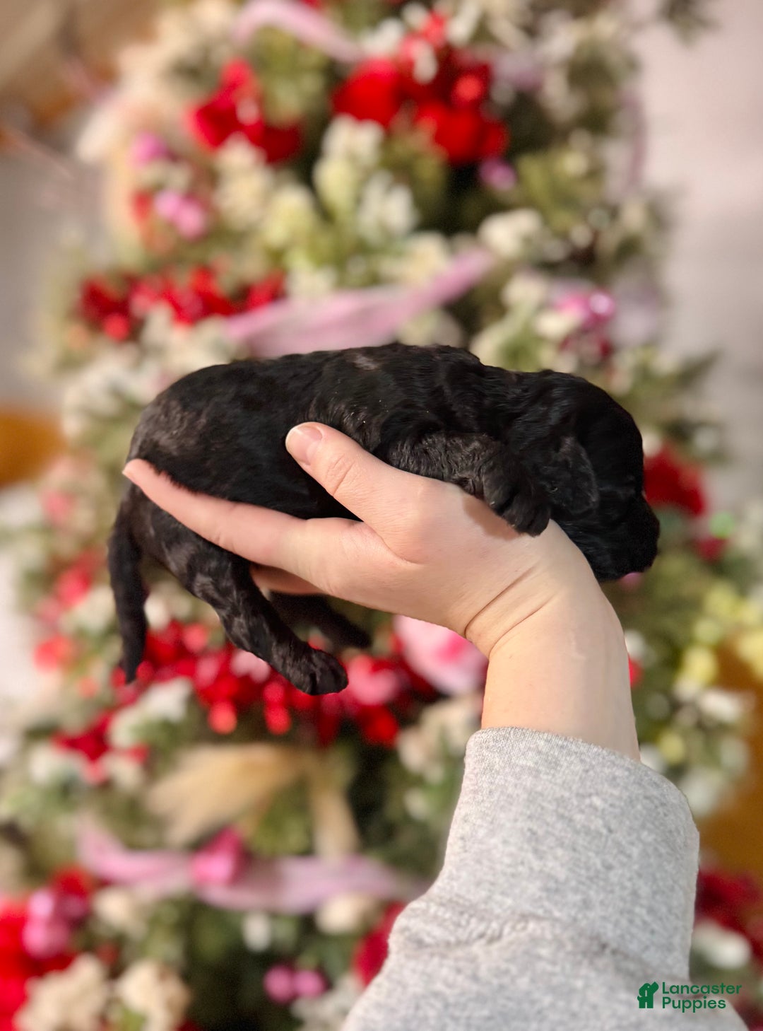 Cockapoo dogs for sale: Cockapoo Puppy 5 - Ad 2