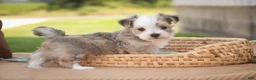 Havanese dogs for sale: Webster Havanese  - Ad 15