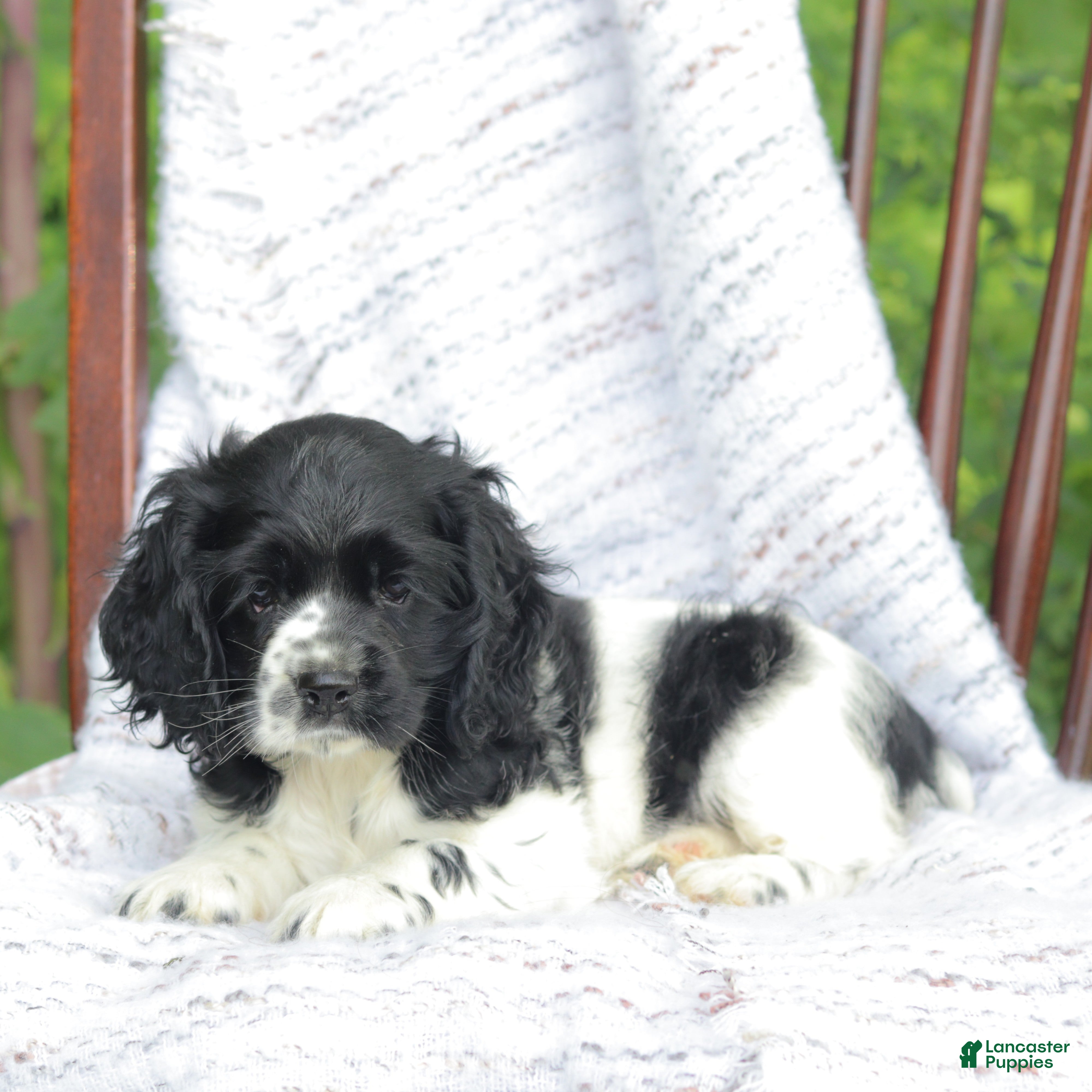 Cocker Spaniel dogs Casey - Ad 2