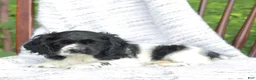 Cocker Spaniel dogs for sale: Casey - Ad 2