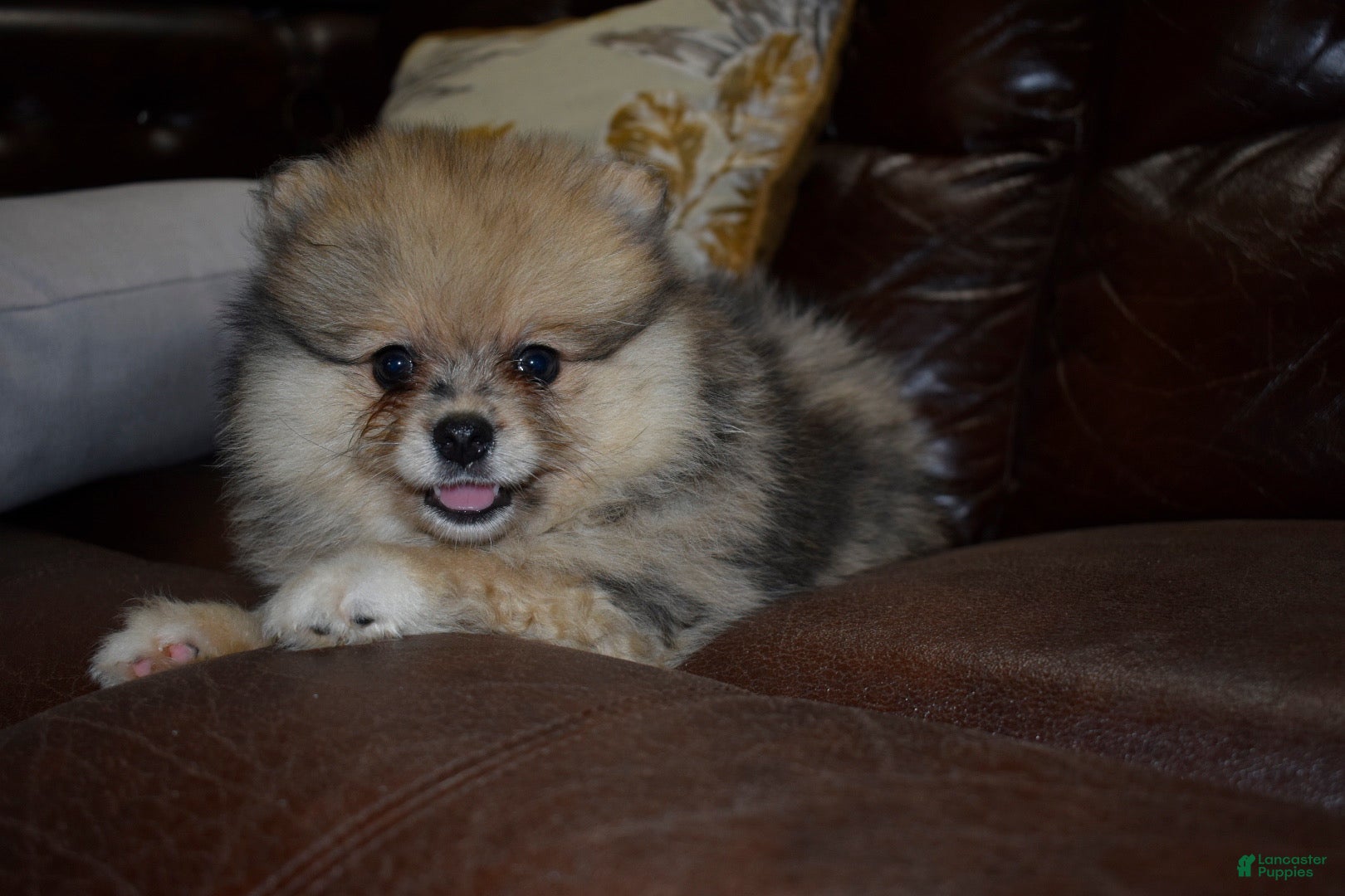 Pomeranian dogs Bandit Merle tricolor  - Ad 1