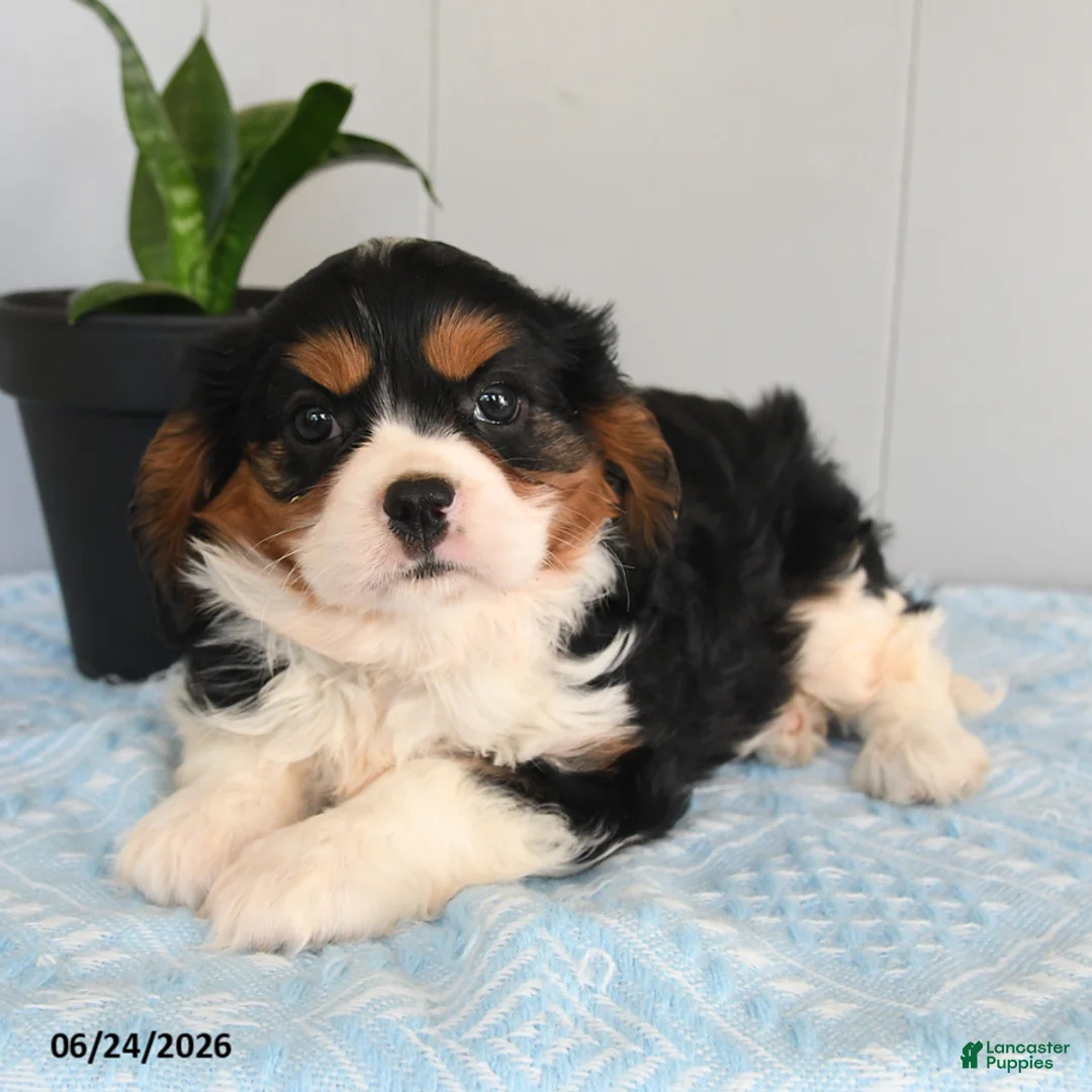 Cavalier King Charles Spaniel dogs for sale: Sunny  - Ad 2