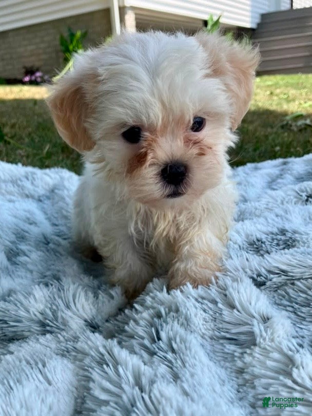 Teddy Bear dogs Callie - Ad 2