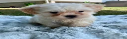 Teddy Bear dogs for sale: Callie - Ad 2