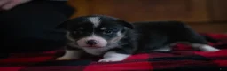 Welsh Corgi Pembroke dogs for sale: Daisy - Ad 4