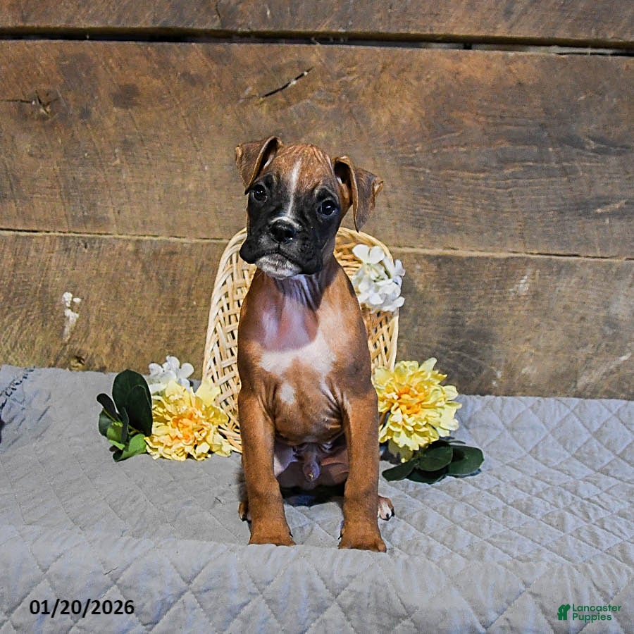 Boxer dogs Nitro - Ad 2