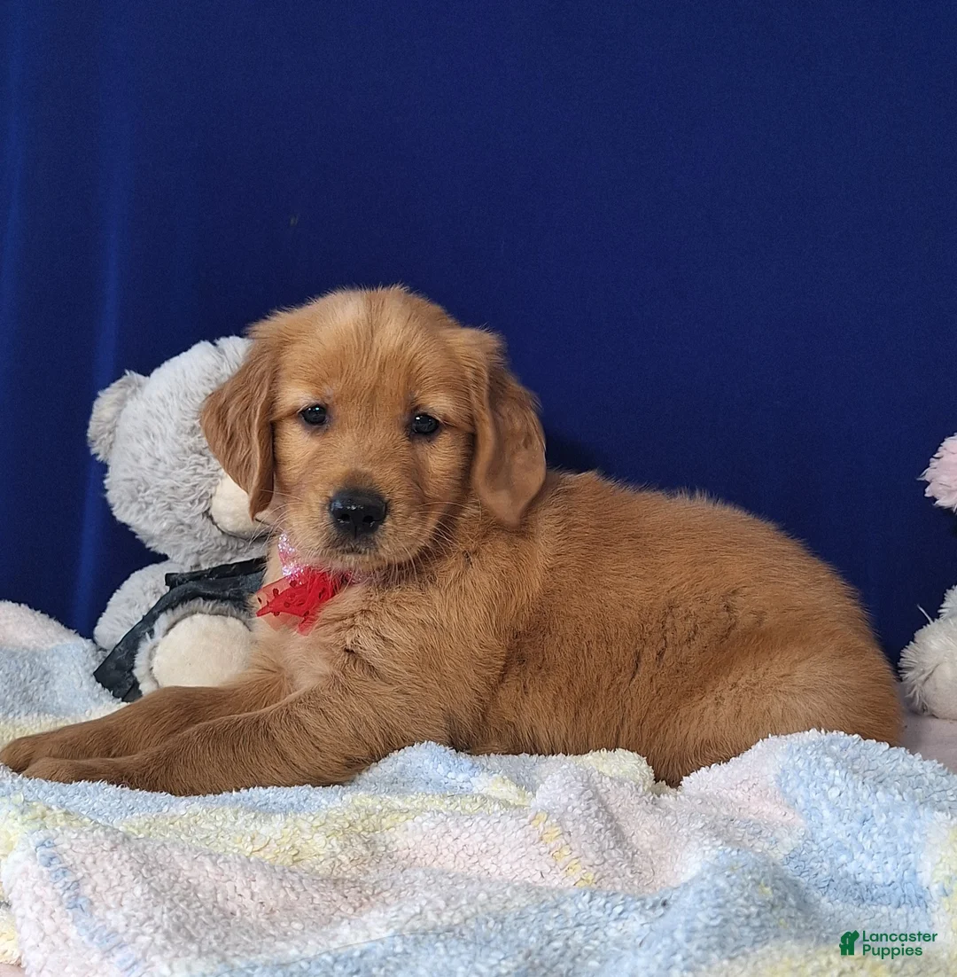 Golden Retriever dogs for sale: Austin - Ad 3