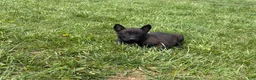 Belgian Malinois dogs for sale: Cleveland - Ad 6