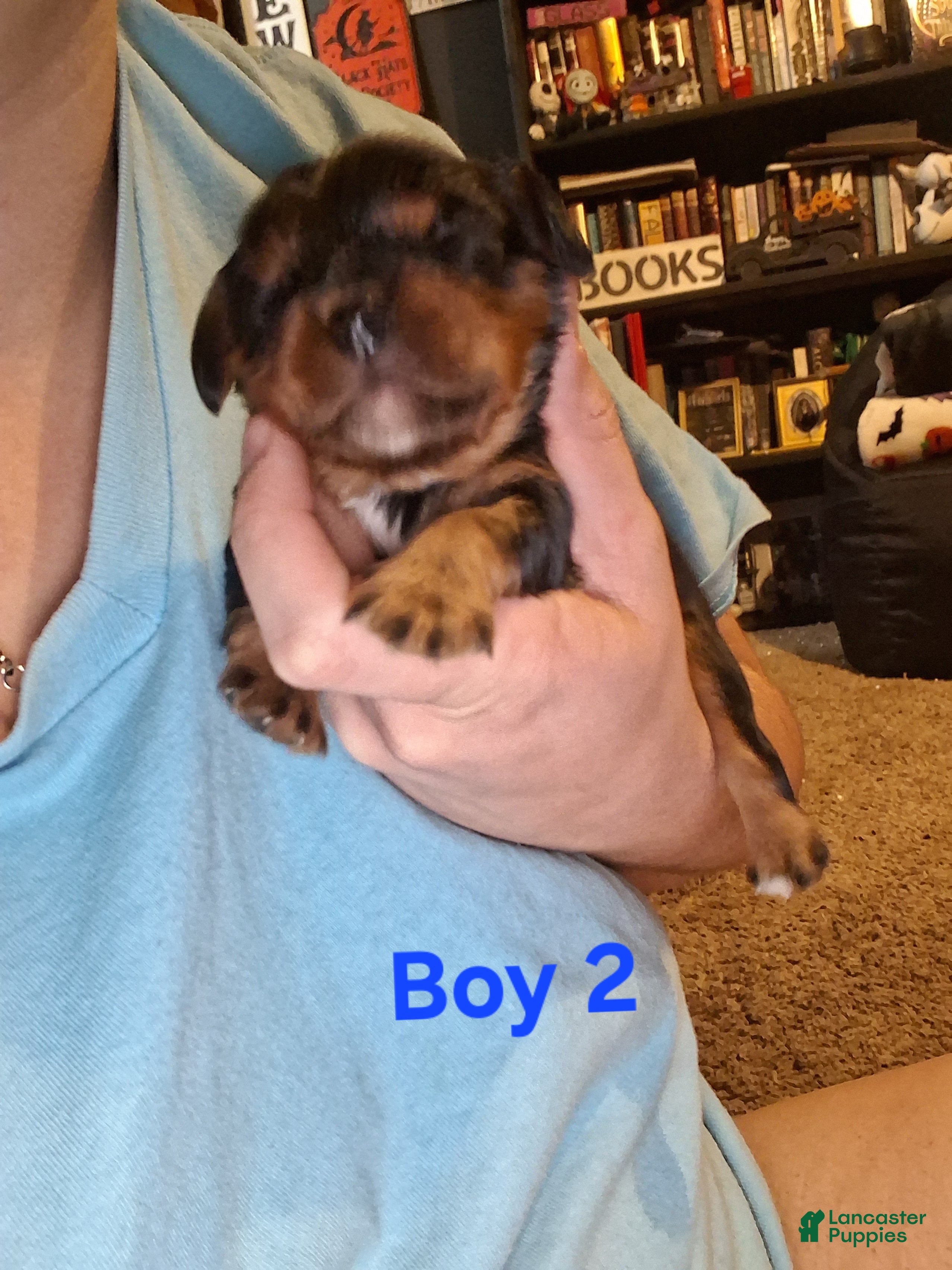 Cavalier King Charles Spaniel dogs Sebastian - Ad 29