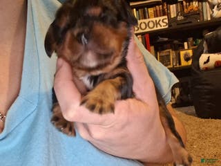 Cavalier King Charles Spaniel dogs Sebastian - Ad 33