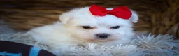 Maltese dogs for sale: Mirella🎀 - Ad 14