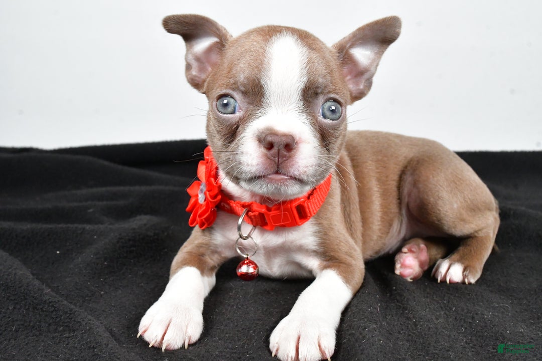 Boston Terrier dogs for sale: Yvonne - Ad 1