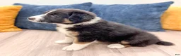 Australian Shepherd dogs for sale: Sadie - Ad 5