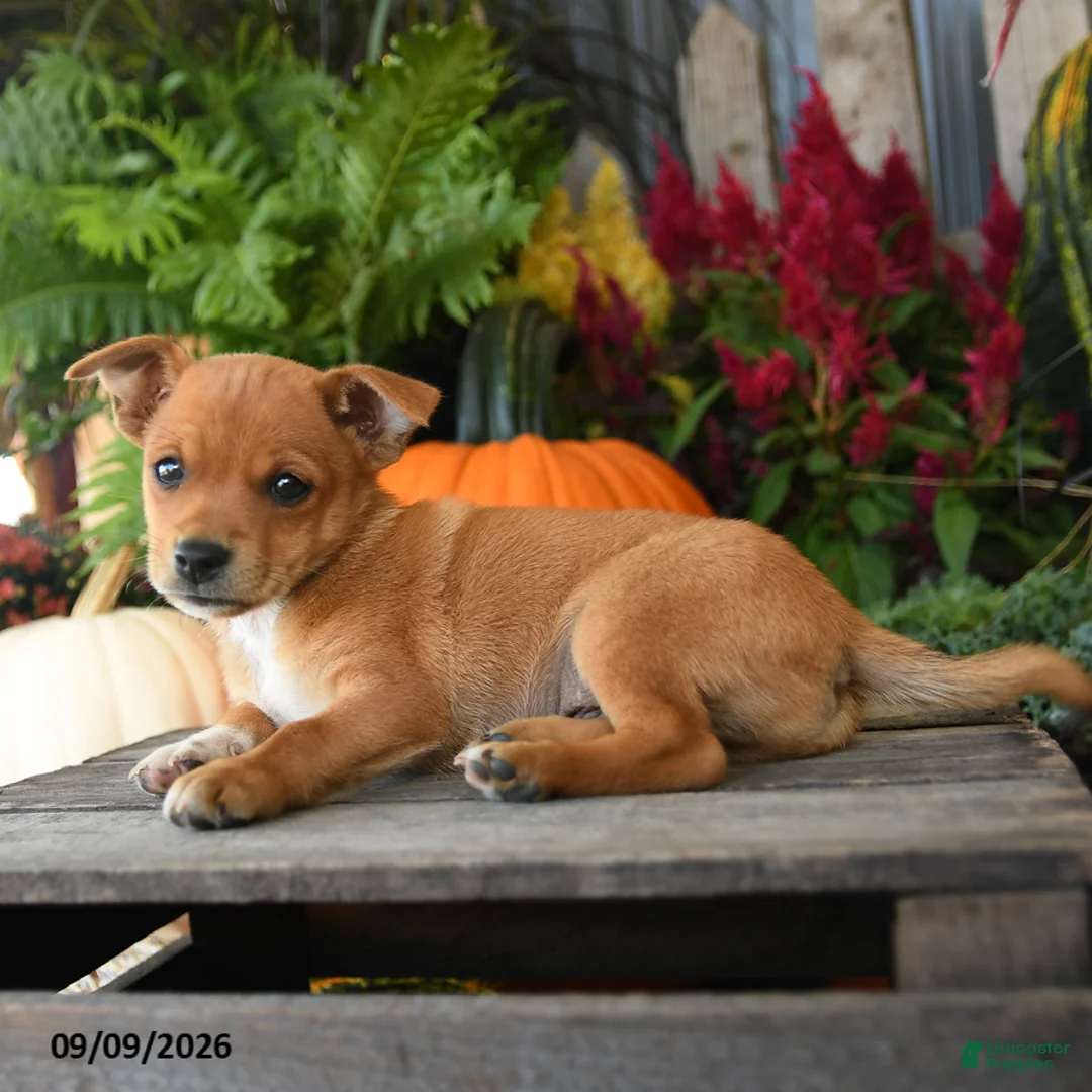 Mixed Breed dogs for sale: Briar - Ad 2