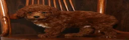 Miniature Poodle dogs for sale: Kenny - Ad 6