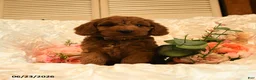 Mini Goldendoodle dogs for sale: Georgia - Ad 5