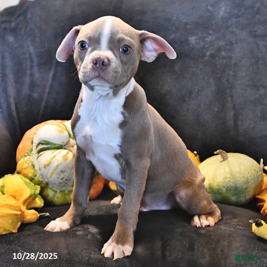 Boston Terrier Puppies for sale in New York Lancaster Puppies