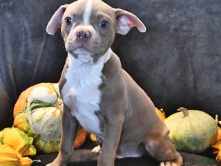 Boston Terrier dogs - Ad 33