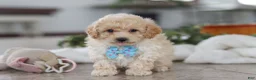 Maltipoo dogs for sale: Bodie - Ad 3