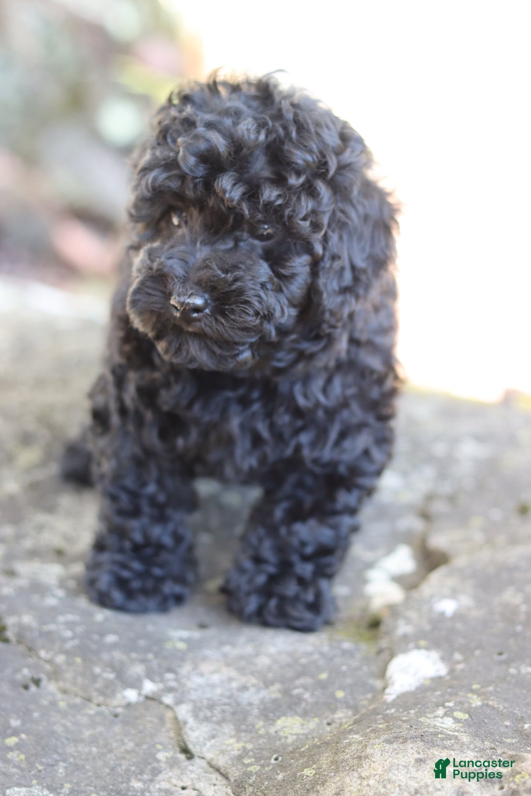 Miniature Poodle dogs for sale: Axel - Ad 5