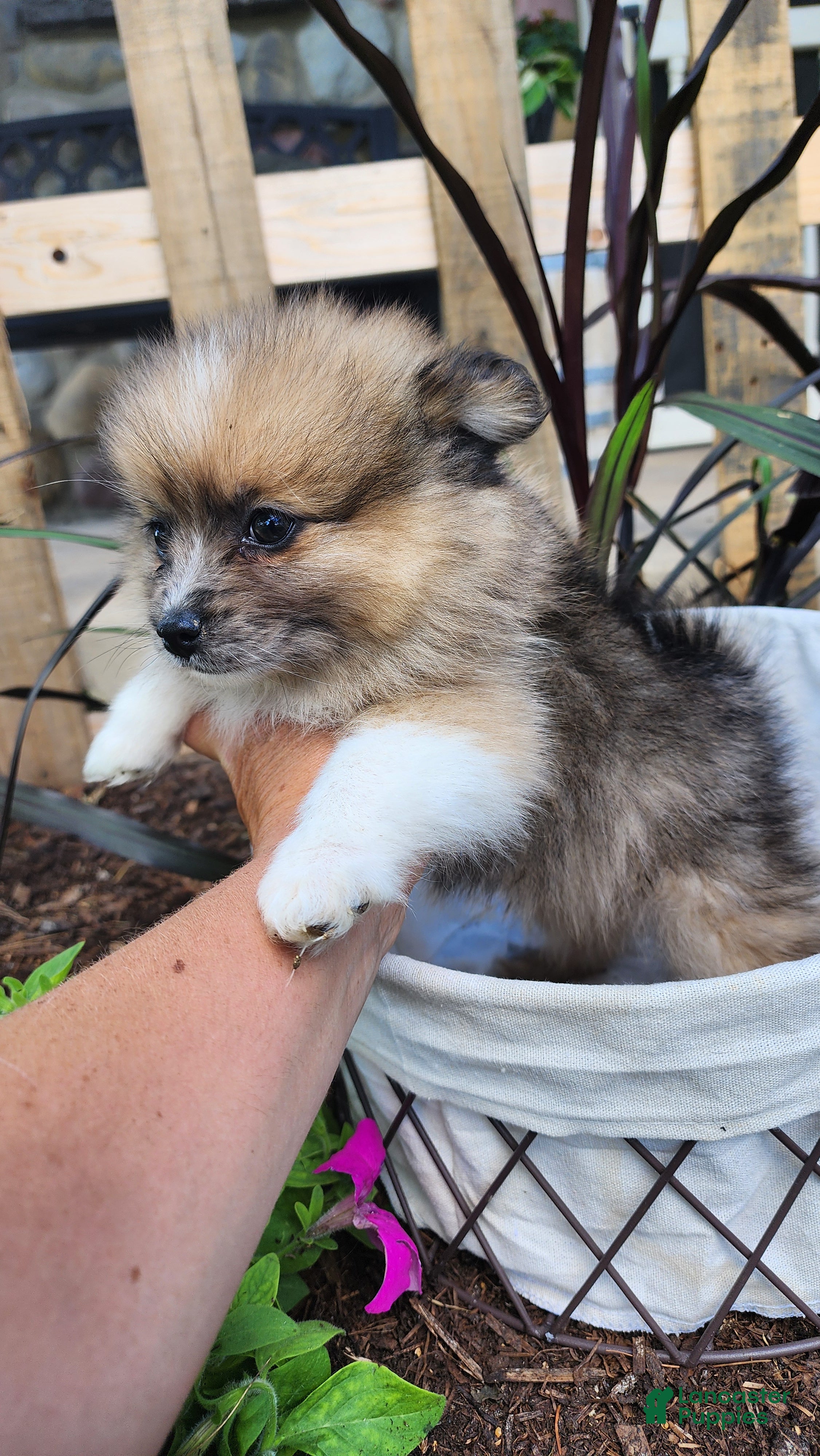 Pomeranian dogs Warrior - Ad 5
