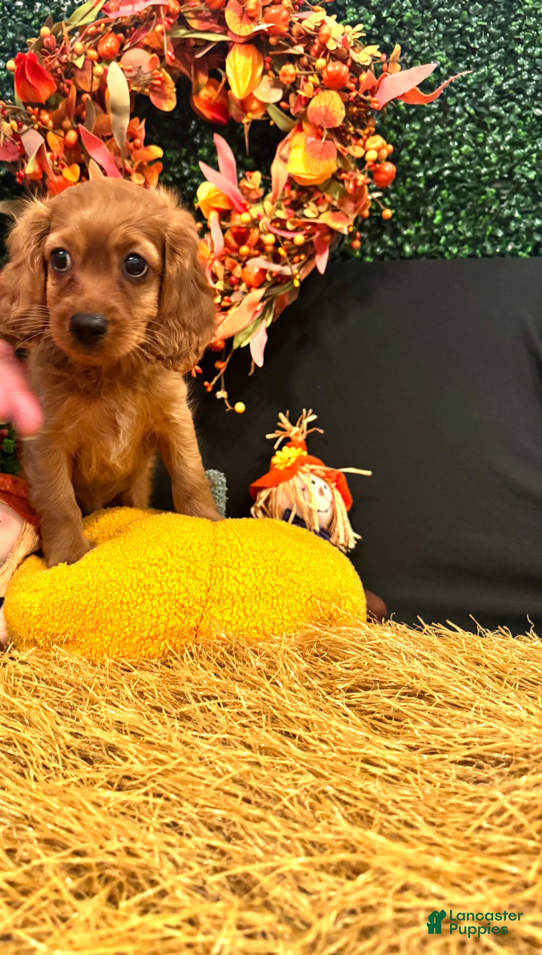 Cavapoo dogs for sale: Trooper - Ad 2