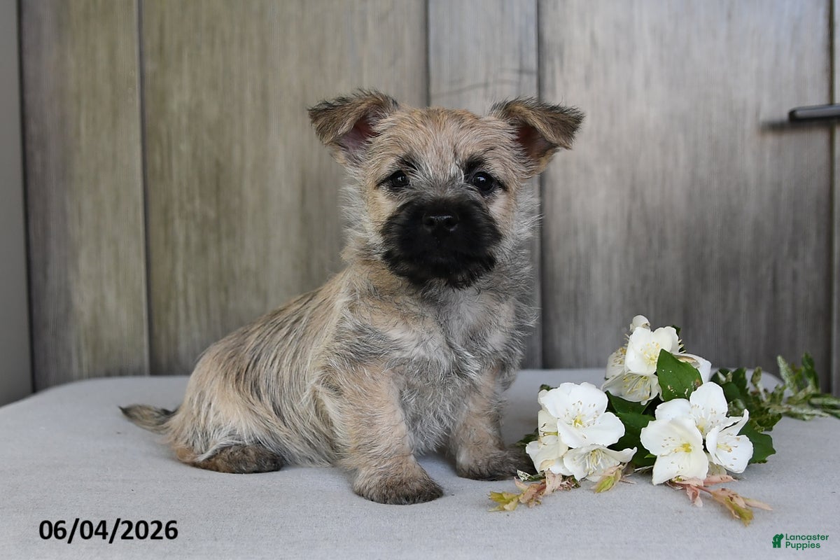 Cairn Terrier dogs Jody - Ad 1