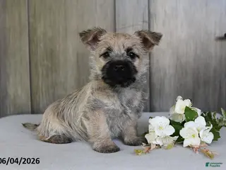 Cairn Terrier dogs for sale: Jody - Ad 1