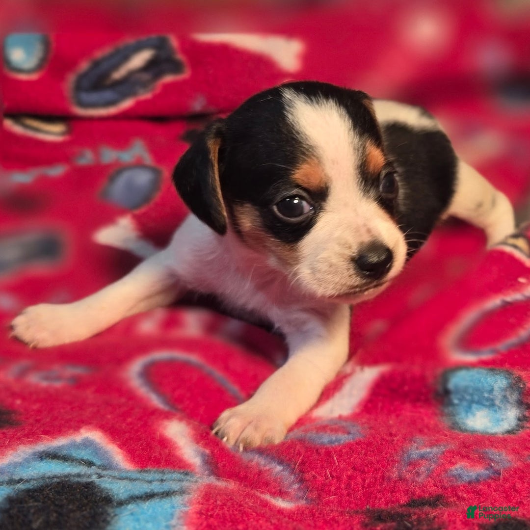 Beagle dogs for sale: Loralie Queen Elizabeth Pocket Beagle - Ad 1