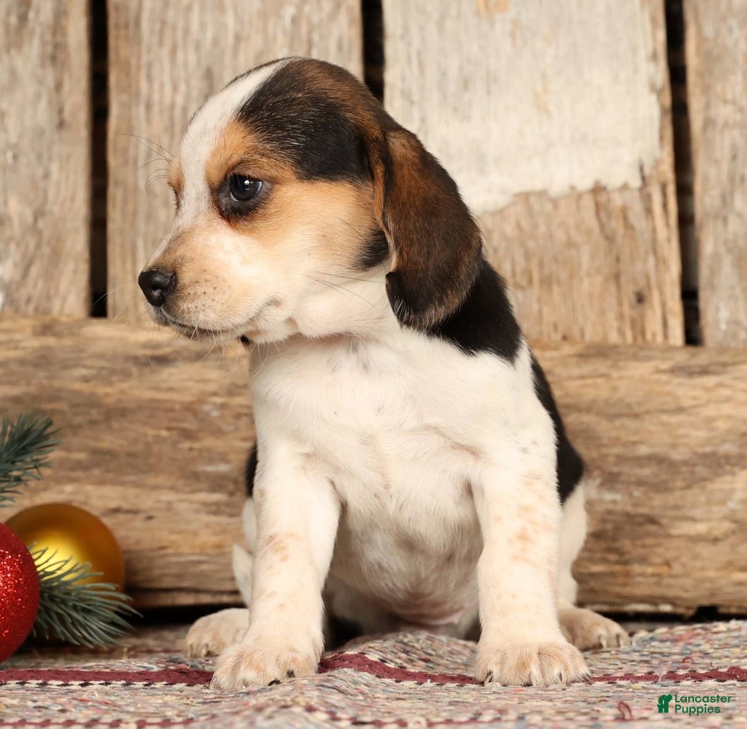 Beagle dogs for sale: Joy - Ad 5