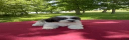 Teddy Bear dogs for sale: Daisy - Ad 5