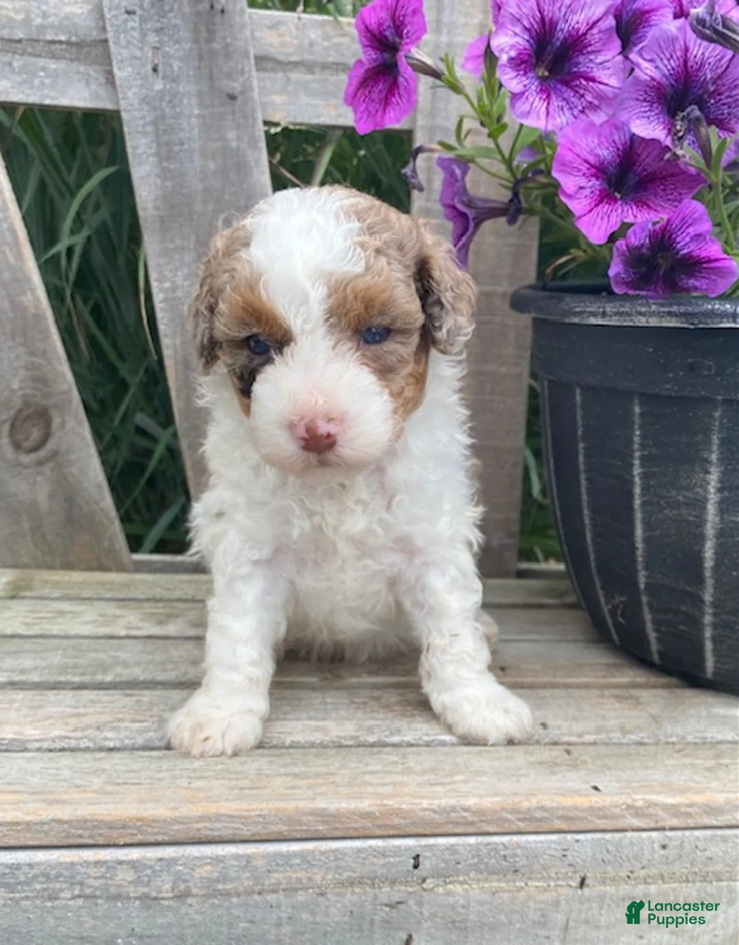 Cavapoo dogs for sale: Lewis - Ad 2
