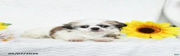 Malshi dogs for sale: Bradley - Ad 4