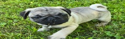 Pug dogs for sale: Derek - Ad 10