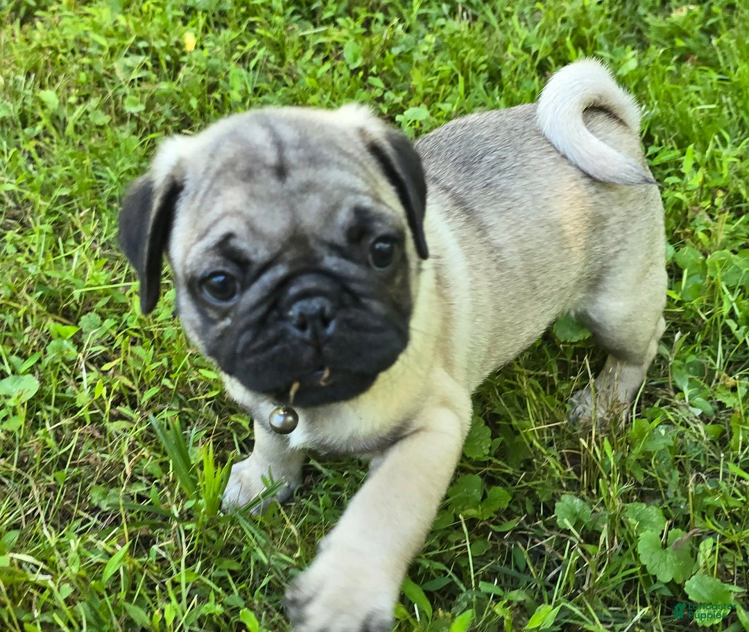Pug dogs for sale: Derek - Ad 10