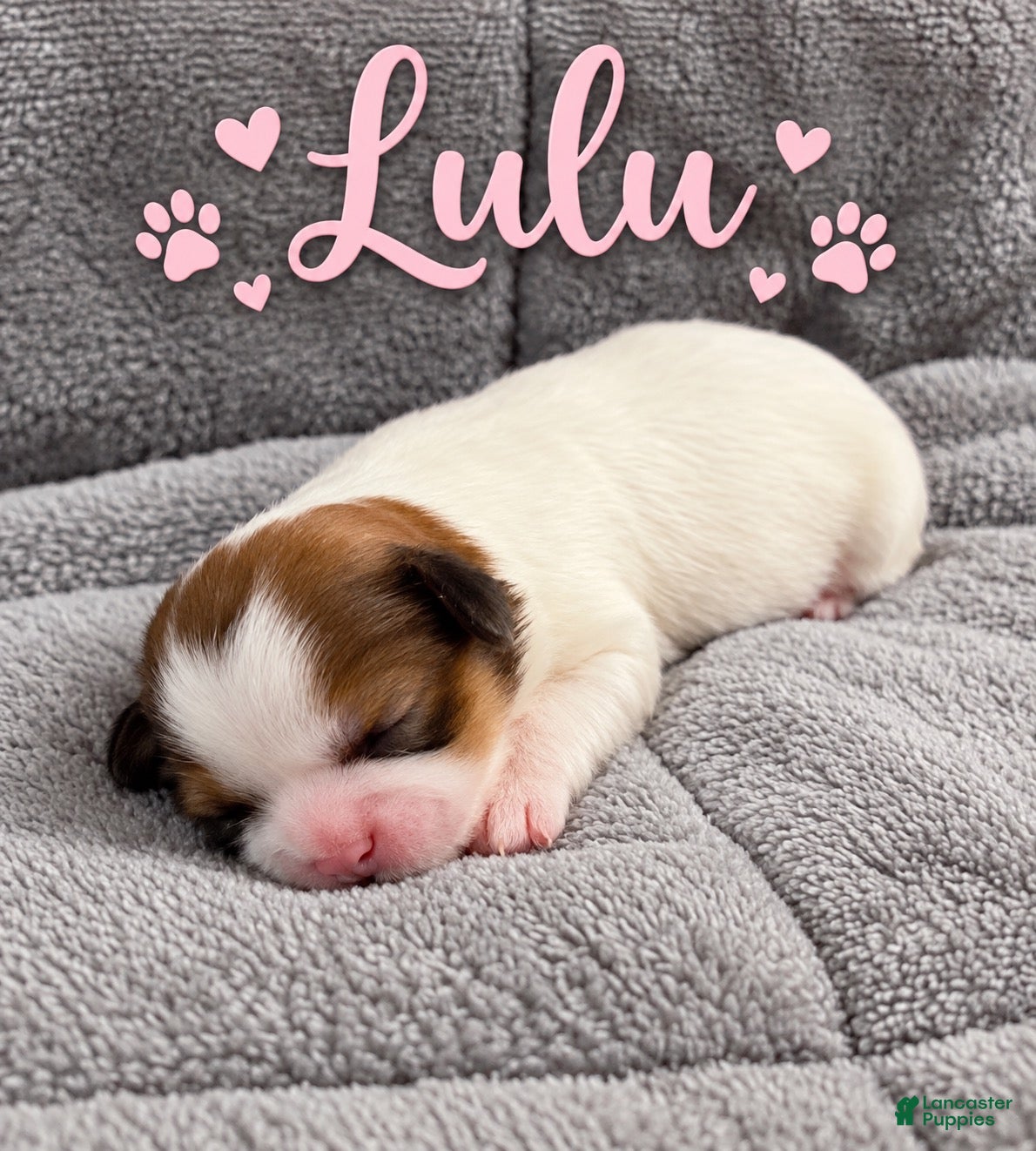 Shih Tzu dogs for sale: Lulu - Ad 12